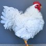 Zwerg-Strupphühner weiss von Lohmeier, Nele sg 95 Z